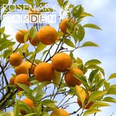 Organic Petitgrain Bigarade essential oil